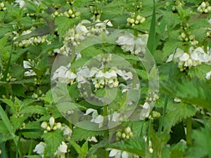 Small white deafening on the meadow