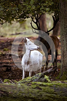 small white deer in forest