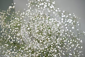 Small white delicate flowers of Gypsophila Baby`s-breath flowers,  on white curtain wedding background.
