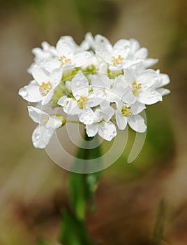 Small white dewy flowers