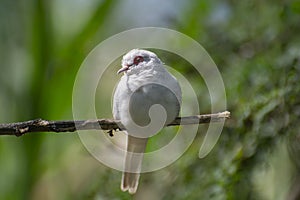 Small White Diamond Dove Geopelia cuneata photo