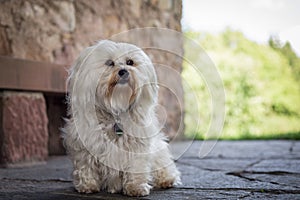 Small white dog