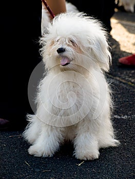 Small white dog, breed-ODIS