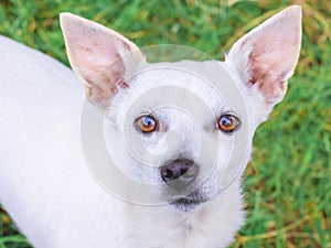 A small white dog of the chihuahua breed is looking in the eye with a trusting look_