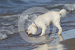Small White Dog Drinking Water at a Beach