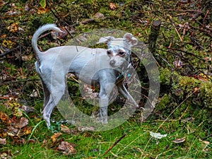 A small white dog in a green forest clearing among mosses and fallen leaves