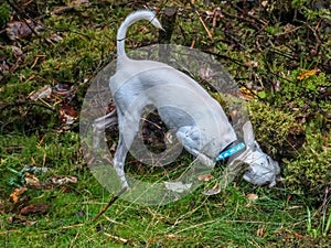 A small white dog in a green forest clearing among mosses and fallen leaves