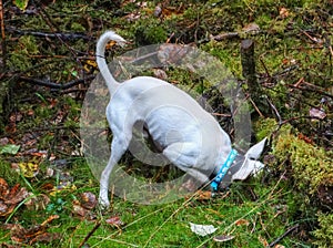 A small white dog in a green forest clearing among mosses and fallen leaves
