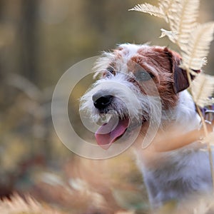 Small white dog Jack Russell terrier beautifully poses for a portrait in the autumn forest. Blurred background and autumn colors,