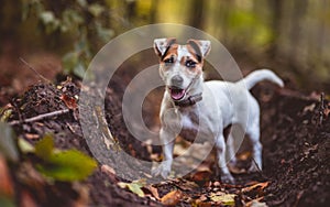 Small white dog Jack Russell terrier beautifully poses for a portrait in the autumn forest. Blurred background and autumn colors,