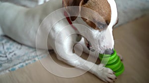 Small white dog lies on the floor, holds the toy with its paws and gnaws intensely with concentration.