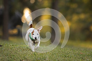 Small white dog in motion - running in park