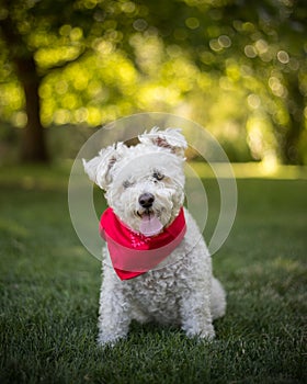 Small white dog in park with red bandanna