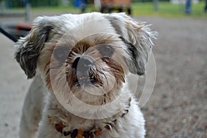 Small white dog - portrait