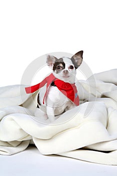 Small white dog with red bandanna around it's neck