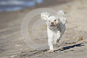 Small White Dog Running on a Sandy Beach