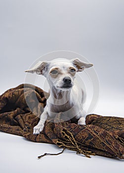 A small white dog with big ears and sad eyes, lies on a brown patterned scarf on a white background
