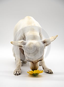 A small white dog with sad eyes and bright flowers on a white background