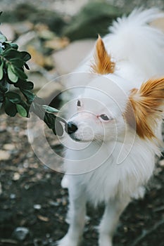 Small white dog smelling shrubbery