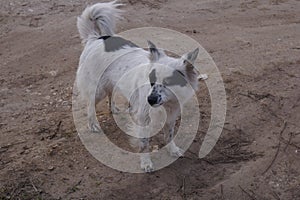 A small white dog standing in the dirt