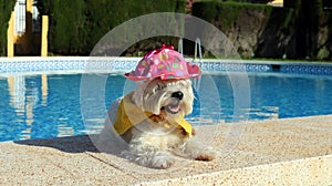 Small white dog, West Highland White Terrier, Westie resting near a pool with clear blue water, she is dressed in bright pink hat