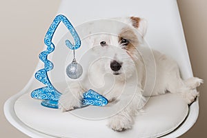 Small white dog on white chair holding blue decorative christmas tree with paw