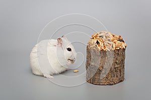 Small white Dzhungarian hamster and a grain delicacy