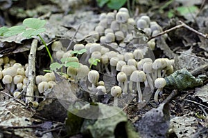 Small white edible mushrooms in forest