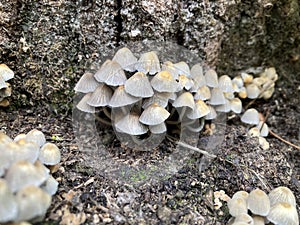 Small white edible mushrooms in garden