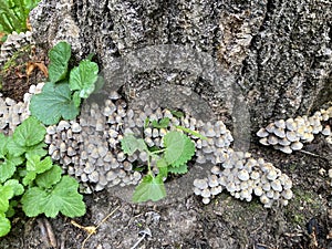 Small white edible mushrooms in garden