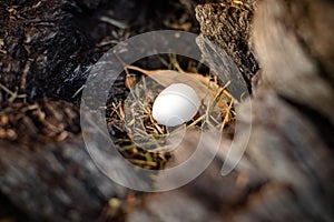 Small white egg in wild bird nest in the hollow of a tree
