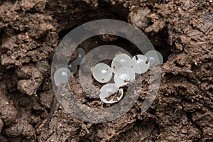 Small white eggs of Slug Mariaella dussumier
