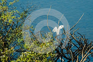 Small white egret landing on branch of drift wood over blue water.