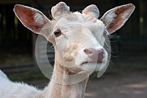 small white fallow deer zoo.