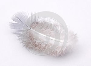 Small white feather