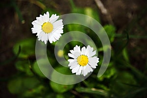 Small white field flowers with yellow center