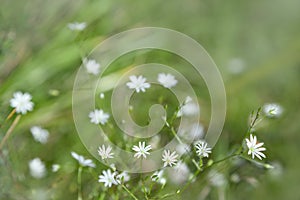 Small white field or meadow flowers