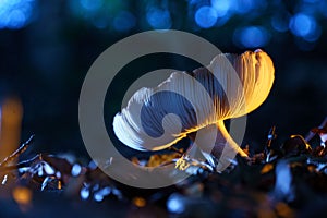 Small white-fleshed mushroom is pictured in its natural habitat