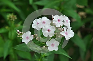 Small white flower