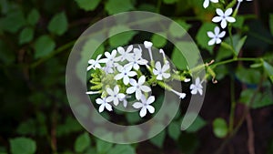 Small white flower of Ceylon leadwort, White leadwort or Plumbago zeylanica.