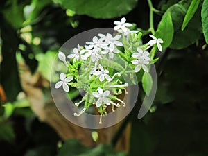 Small white flower of Ceylon leadwort, White leadwort or Plumbago zeylanica. Herb plant with beautiful flowers in the garden..