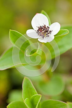 A small white flower with a dark core grows in a swamp in the forest. Close-up shooting.