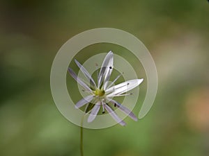 Small white flower in the grass