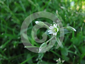 Small white flower in the grass