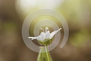 A small white flower grows in a forest. Detailed macro photo.