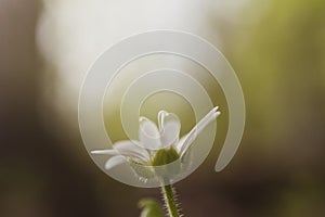 A small white flower grows in a forest. Detailed macro photo.