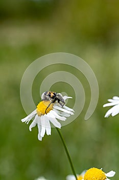 the small white flower has a bee sitting on it's stem