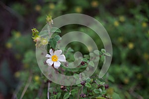 Small white flower isolated on green background