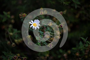 Small white flower isolated on green background in the countryside