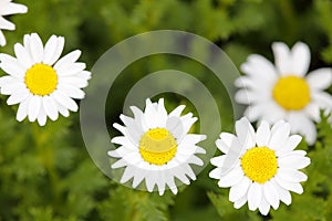 Small white flower macro in meadow, adobe rgb